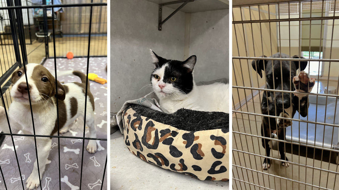 Paws & Claws Animal Rescue