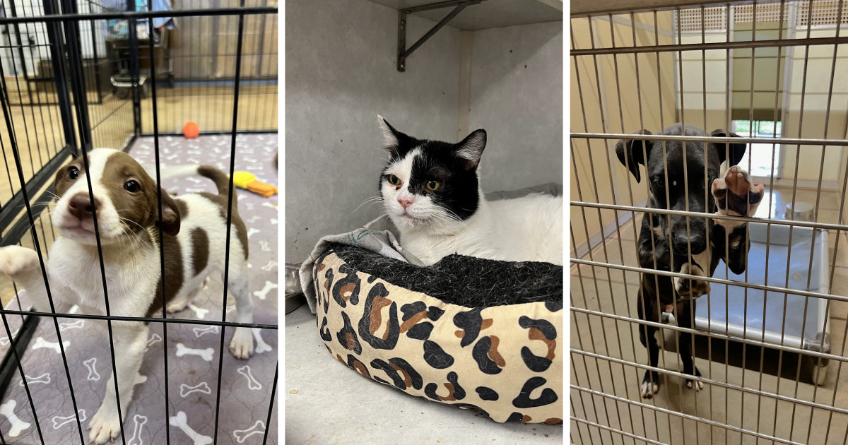 Paws & Claws Animal Rescue
